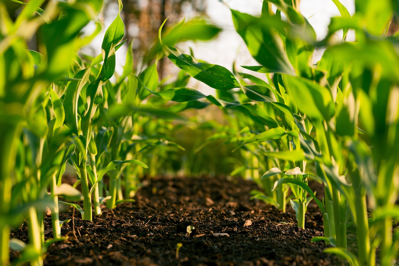 Périmètre irrigué de Malanville — 200 hectares